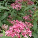 Spiraea x bumalda 'Anthony Waterer' fleur